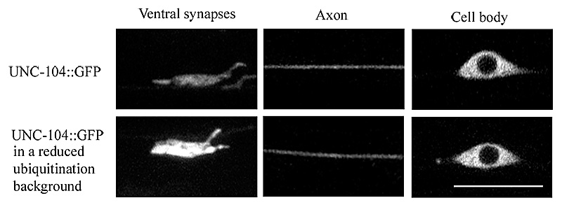 The Caenorhabditis elegans Kinesin-3 Motor UNC-104/KIF1A is degraded upon loss of specific binding to cargo...